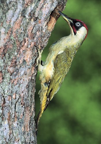  Image name: picchio verde2.jpg 
 width: 350 pixel 
 height: 497 pixel 
 Size: 54657 bytes 
 Click to enlarge 